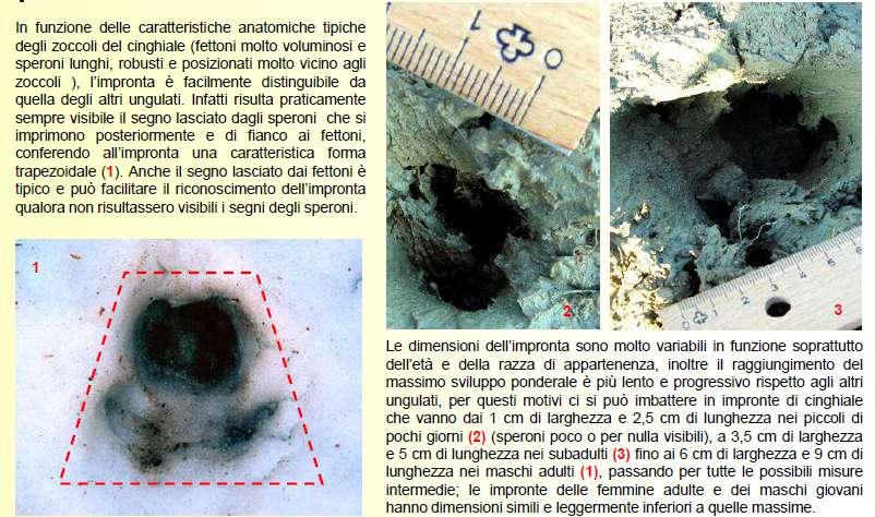 Biologia e riconoscimento del