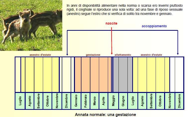 Biologia e riconoscimento del