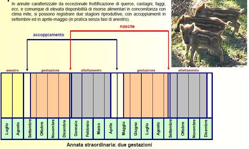 Biologia e riconoscimento del