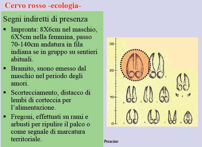 Biologia e riconoscimento del