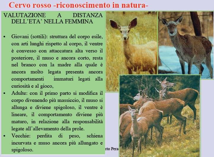 Biologia e riconoscimento del cervo