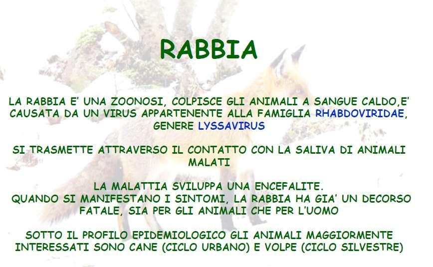 RABBIA