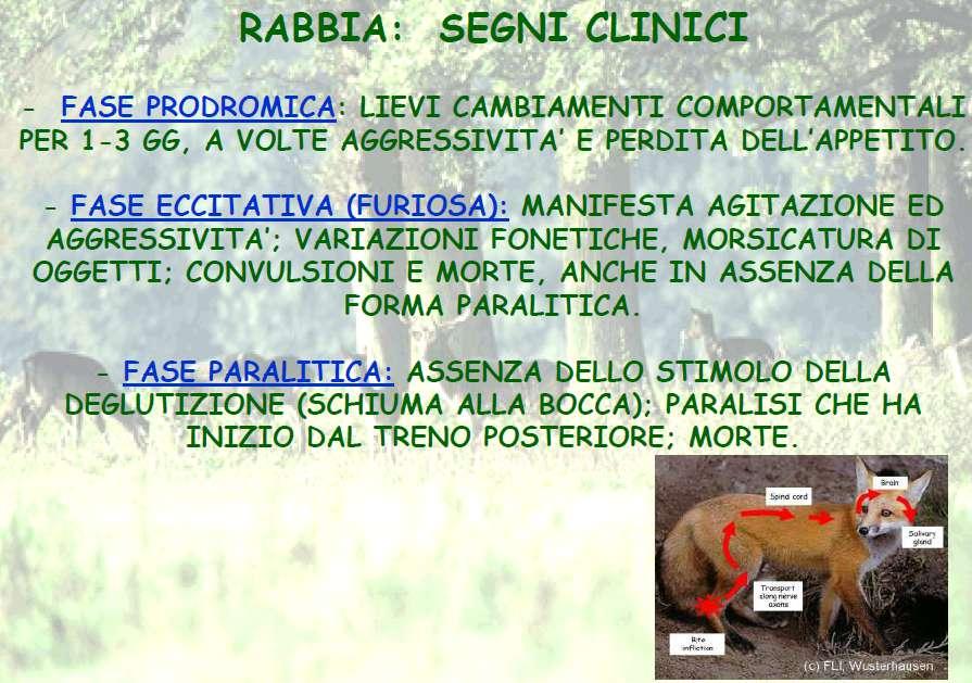 RABBIA