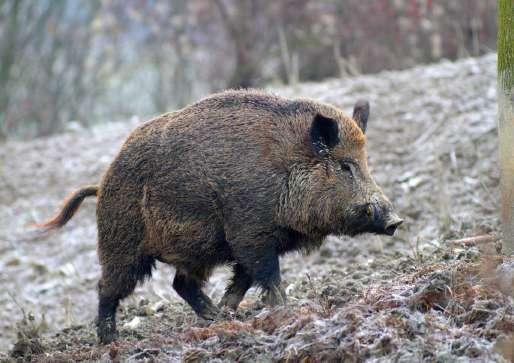 SPECIE DI CINGHIALE Cinghiale euroasiatico: Sus scrofa scrofa esemplari adulti fino a 180 cm di lunghezza; 100 cm di altezza al garrese; peso massimo di un quintale circa; maschi dimensioni e peso