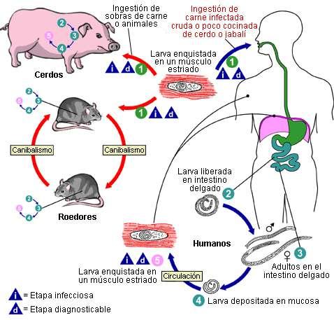 TRICHINOSI Il suino, il cinghiale ed il cavallo sono coinvolti