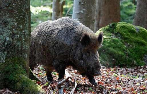 trichinoscopica (che accompagna il Mod. 1) nel cinghiale.