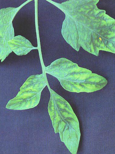 Deficienza di K in foglie di pomodoro morte dei margini delle foglie più vecchie; Notare la clorosi internervale e marginale produzione e qualità dei frutti ridotta;
