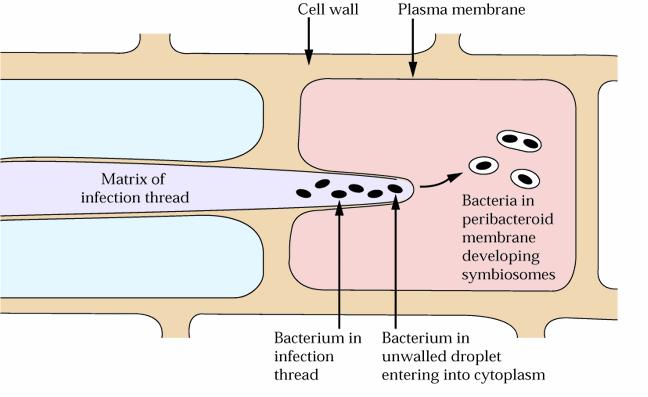 Dopo che il filamento infettivo è penetrato in uno o più strati di cellule ospiti, i batteri vengono rilasciati in vacuoli