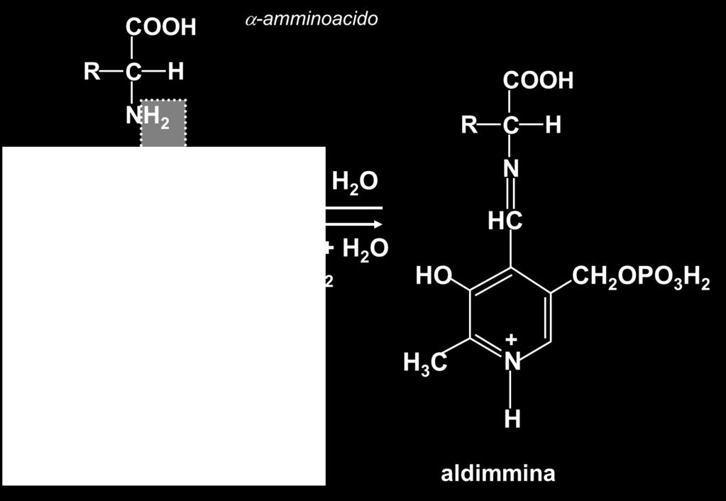 Il gruppo carbonilico del piridossalfosfato (PLP, vitamina B6) si