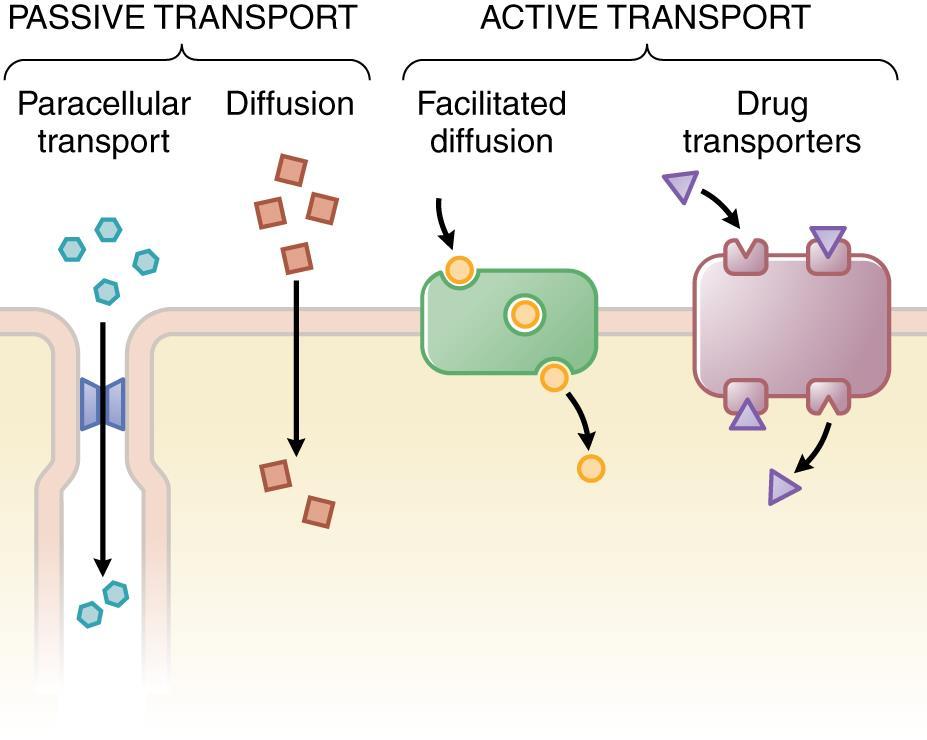 cellular barriers in