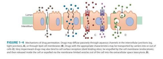 Katzung Basic and Clinical