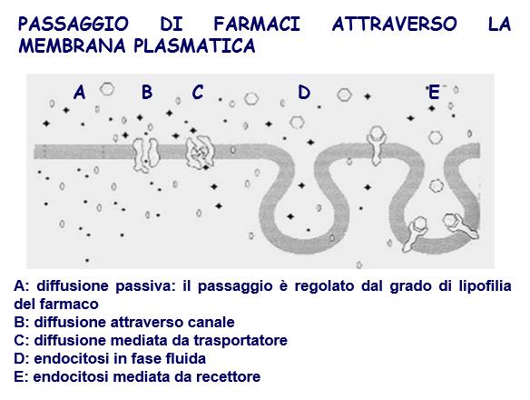 Endocitosi: pinocitosi liquidi/piccoli soluti/piccoli sospesi fagocitosi solidi