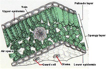 Evaporazione dell H 2 O nel mesofillo fogliare Nelle cellule vicine agli elementi