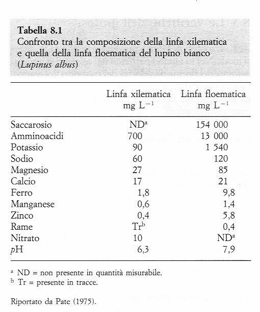 La concentrazione dei soluti del floema