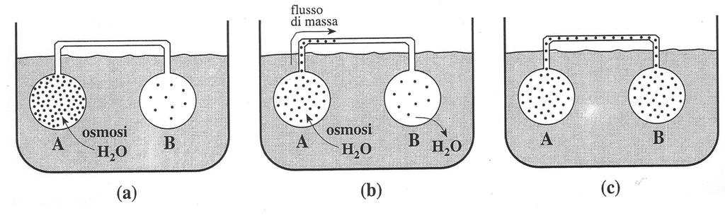 Teoria di Munch Per osmosi ingresso di acqua e aumento di pressione I osmometro.
