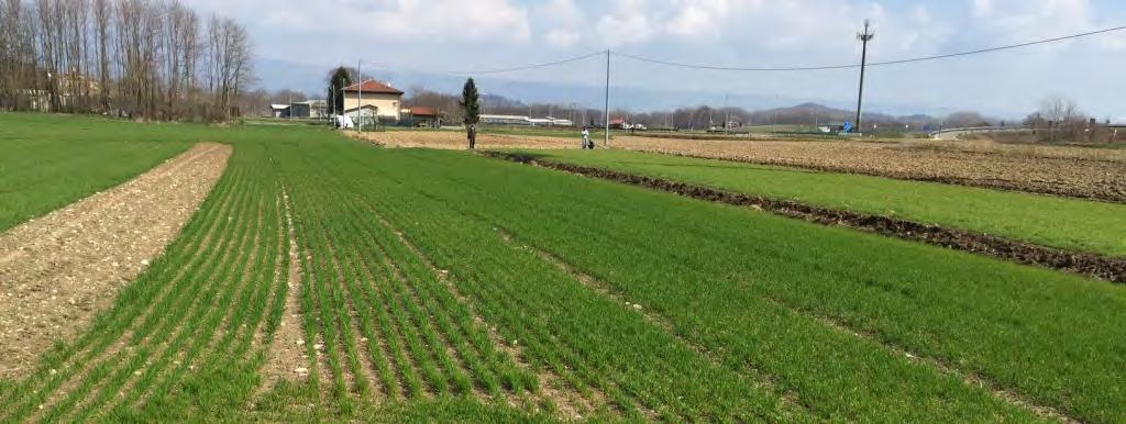 Oltre l'80% del fabbisogno azotato del grano riguarda il periodo compreso fra la fase di inizio levata e quella della