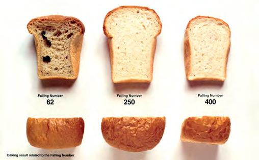 CEREALICOLTURA BIOLOGICA I REQUISITI MINIMI PER IL