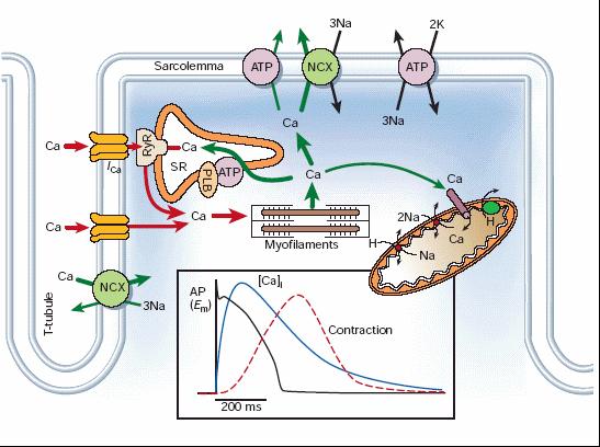 ACCOPPIAMENTO ECCITO-CONTRATTILE NEL CARDIOMIOCITA L ingresso di calcio innesca il