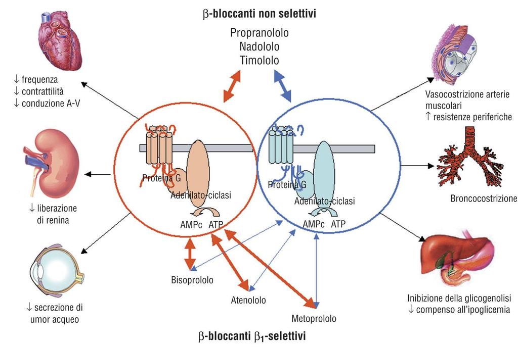 b-bloccanti: effetti