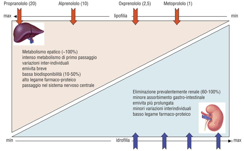 b-bloccanti: Farmacocinetica T 1/2