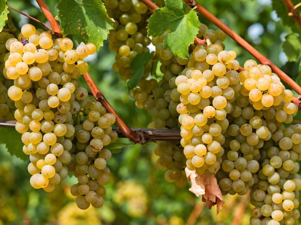 La scelta dei vitigni e degli appezzamenti in cui coltivarli è il risultato del progetto zonazione avviato a metà degli anni ottanta che costituisce il caposaldo della qualità dei vini La Vis.