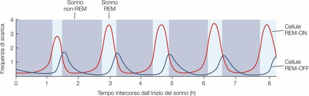 Ciclo