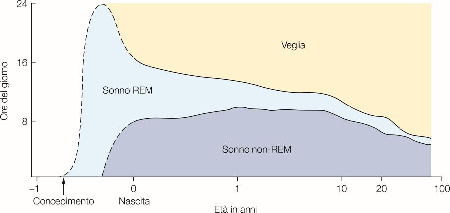 Sonno REM Desincronizzazione: neuroni ACh ponte -> talamo -> formazione reticolare -> neuroni ACh proencefalo basale Movimenti oculari: neuroni ACh ponte ->