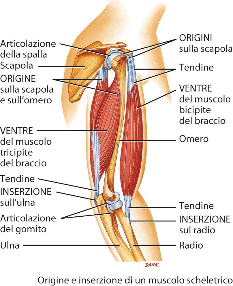 Origine e inserzione di un muscolo scheletrico 12 L azione di un muscolo dipende dal tipo di articolazione a cui esso si associa e dal modo in cui è fissato a ciascun versante articolare.