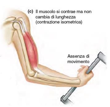 Contrazione isometrica: la tensione generata non è sufficiente a superare la