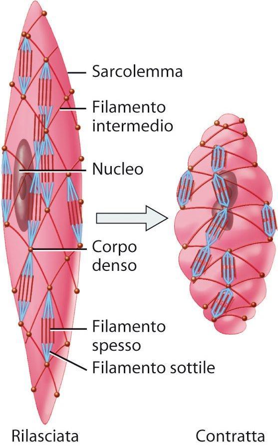 Il muscolo liscio ha una possibilità di allungamento e di contrazione molto maggiore rispetto alle fibre muscolari scheletriche.