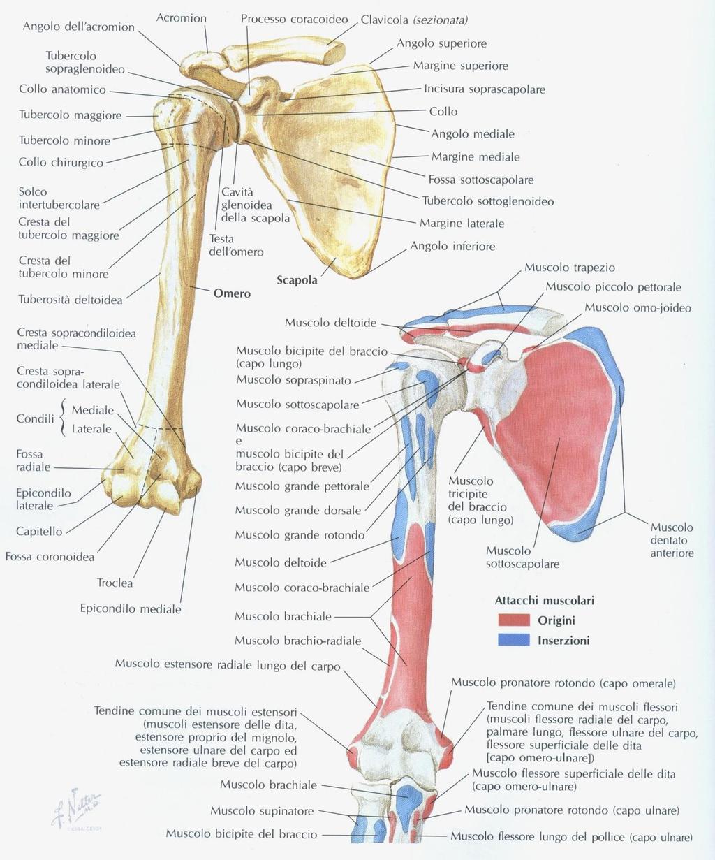 Omero e scapola Visti anteriormente 18 I movimenti di questa articolazione sono: 1.