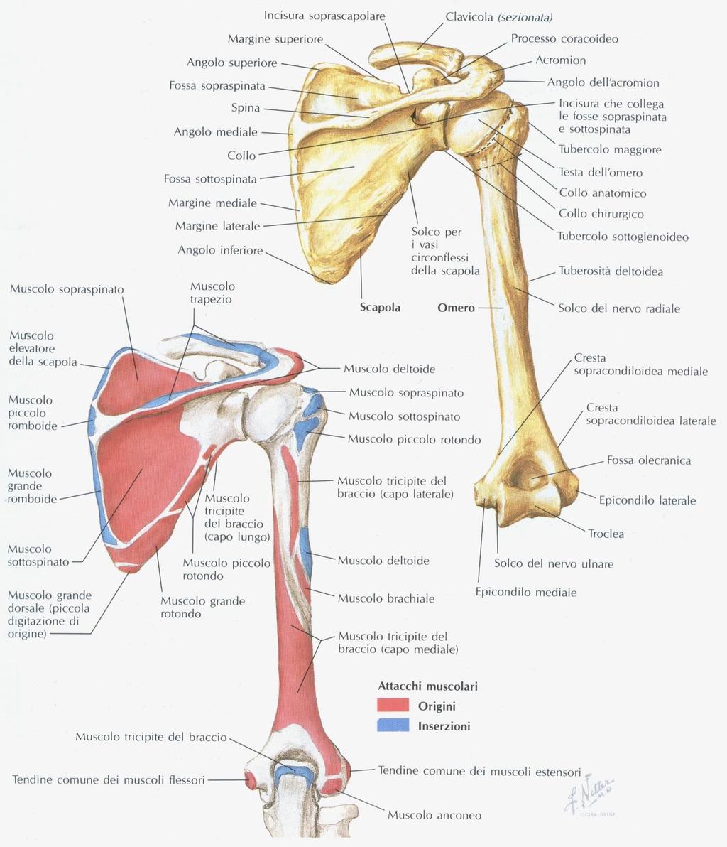 Omero e scapola Visti posteriormente 19 L articolazione della spalla presenta una relativa debolezza,