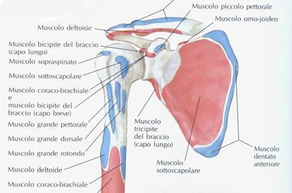 Porta inoltre la spalla in basso e all indietro.