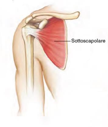 Rotatori 38 Sottoscapolare Ampio muscolo triangolare che ricopre la superficie