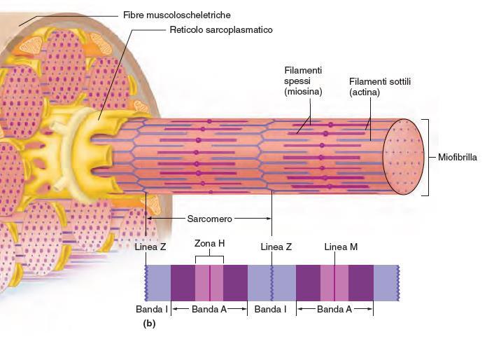 La micro-struttura del muscolo scheletrico 8 Per tutta la