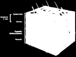 STRATO GERMINATIVO (più profondo), fatto da cellule vive che si riproducono in continuazione.