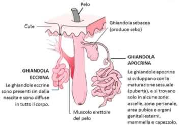 Ghiandole sudoripare: producono il sudore, formato da acqua, sali minerali e sostanze di rifiuto. Servono a regolare la temperatura del corpo. Ghiandole mammarie: producono il latte.