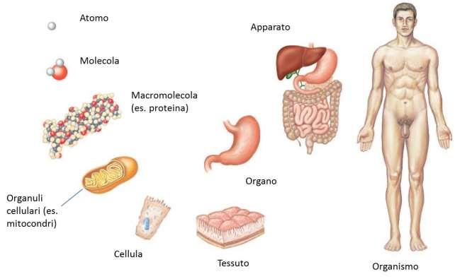 L ORGANIZZAZIONE DEL CORPO UMANO ANATOMIA E FISIOLOGIA Anatomia e fisiologia sono due scienze che studiano il corpo umano, in particolare: Anatomia: L anatomia studia la forma e la struttura dell