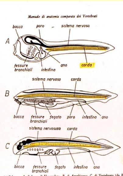 Forme larvali Su questa base si ipotizza che i vertebrati abbiano tratto origine da una comune forma larvale che avrebbe raggiunto la maturità sessuale prima di compiere la