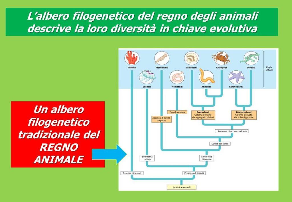 Il cladogramma del regno degli animali descrive