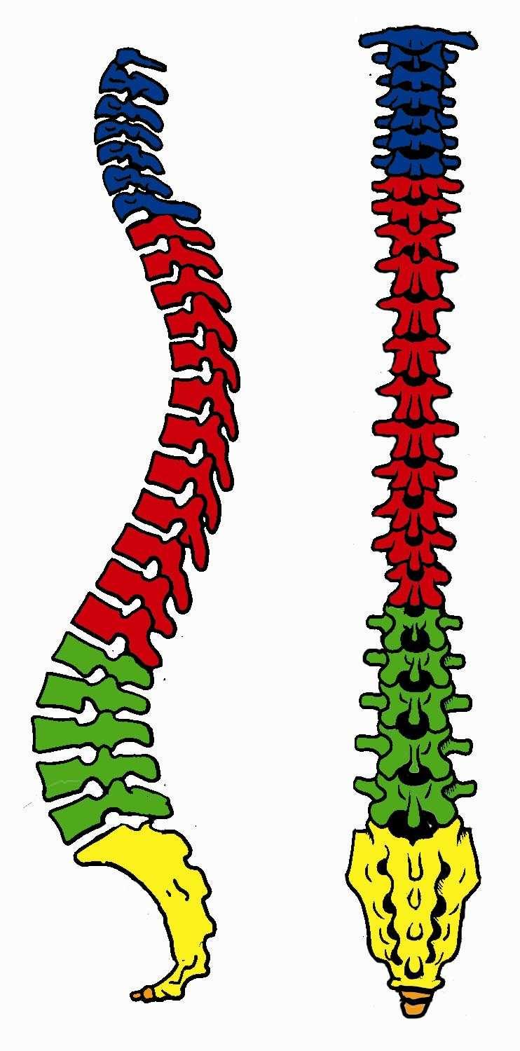 Introduzione La movimentazione manuale dei carichi e le attività che comportano il mantenimento prolungato di una posizione a schiena flessa sono considerate fattori di rischio per la colonna