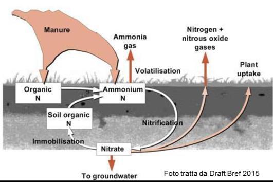 Linee guida tecniche di riduzione delle emissioni provenienti da attività agricole e zootecniche Distribuzione degli effluenti Le tecniche di riduzione delle emissioni da spandimento si basano sulla