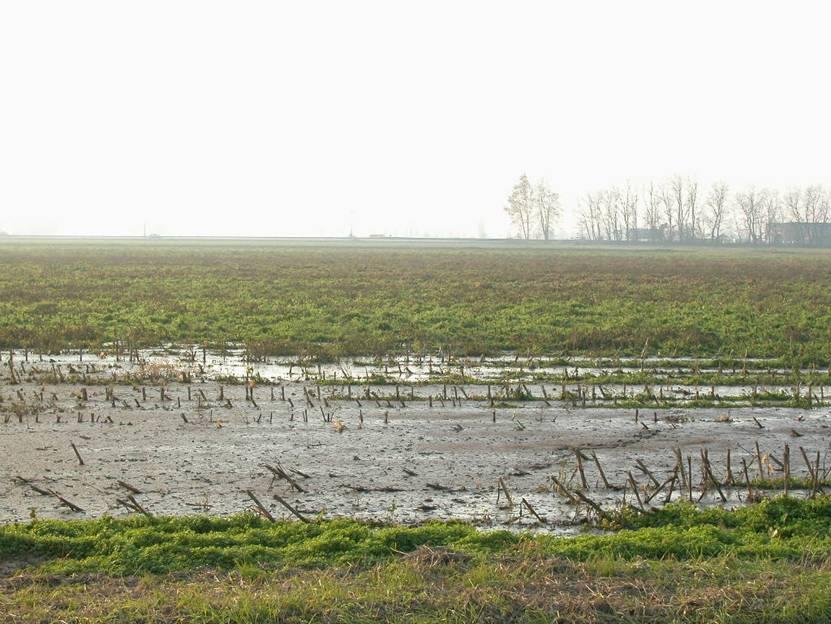 USO AGRONOMICO DEGLI