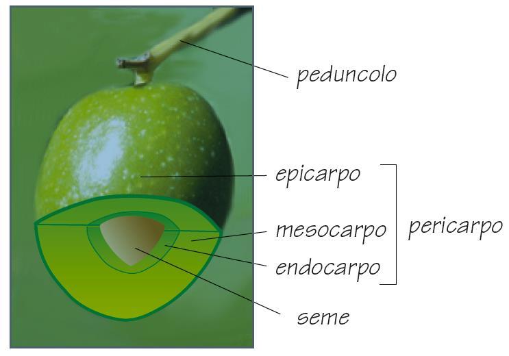 L oliva Il frutto