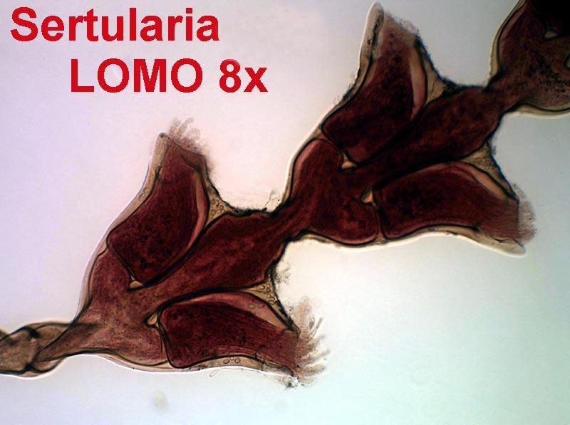 Vediamo ora cosa possiamo fare con il microscopio nello stato in cui ci è pervenuto, senza sostenere ulteriori spese aggiuntive.