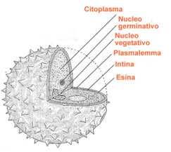 Il citoplasma è avvolto da una sottile membrana di derivazione citoplasmatica rappresentata dal plasmalemma e dall intina, di natura simile a quella di una parete cellulare L intinaè rivestita dall