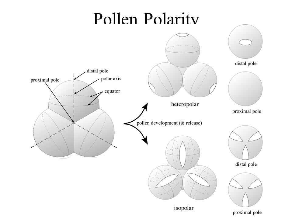 la polarità: i pollini vengono definiti isopolariquando non presentano differenze tra la faccia prossimale e quella distale, eteropolari quando le