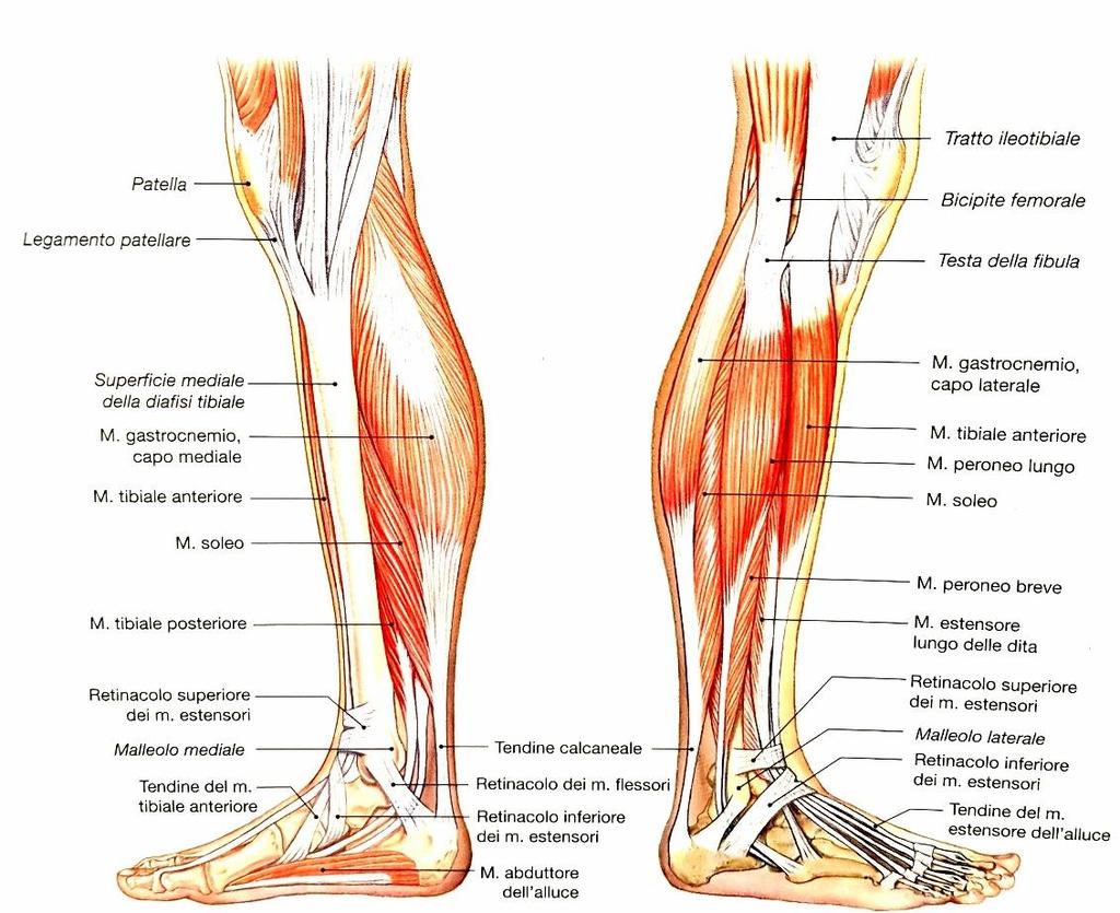 PERONIERI: Muscoli che si trovano in profondità al gastrocnemio e soleo, determinano eversione del piede e flessione plantare della caviglia.