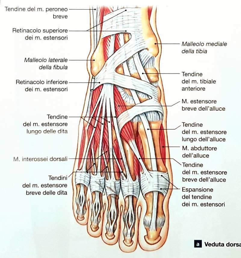 Questi sono: I QUATTRO MUSCOLI INTEROSSEI DORSALI: Questi si occupano dell abduzione delle articolazioni metatarso-falangee del terzo e quarto dito.