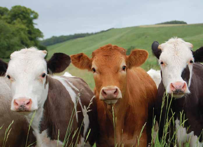 LINEA BOVINI DA CARNE C200EXS Vitelli Prestarter Mangime complementare destinato ai vitelli in svezzamento contenente siero di latte. Si presenta nella forma fisica di PELLET da 3 mm.